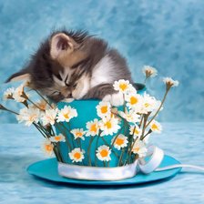 Спящее чудо