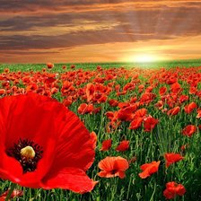 Схема вышивки «Маковый закат»