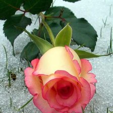 Схема вышивки «Роза на снегу»