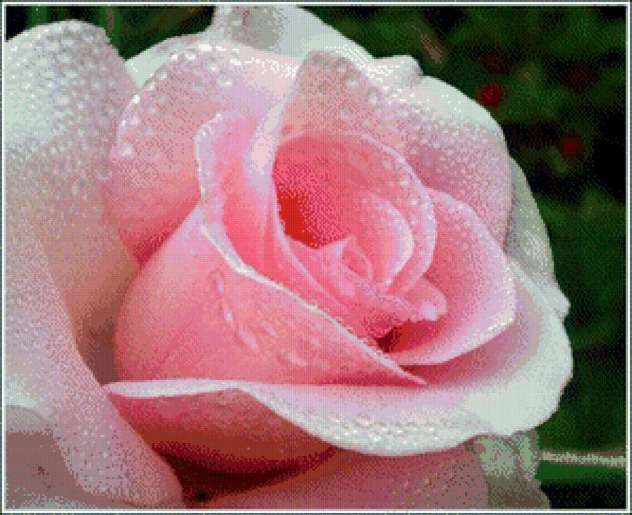 Царица цветов - цветы, розы - предпросмотр