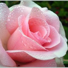 Царица цветов