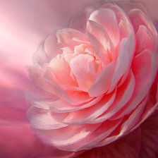 Схема вышивки «Серия "Букет"»