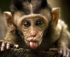 обезьянка