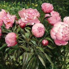 Схема вышивки «пионы2»