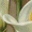 Предпросмотр схемы вышивки «Каллы» (№458505)