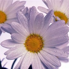 Схема вышивки «ромашки»