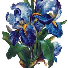 Схема вышивки «цветы»