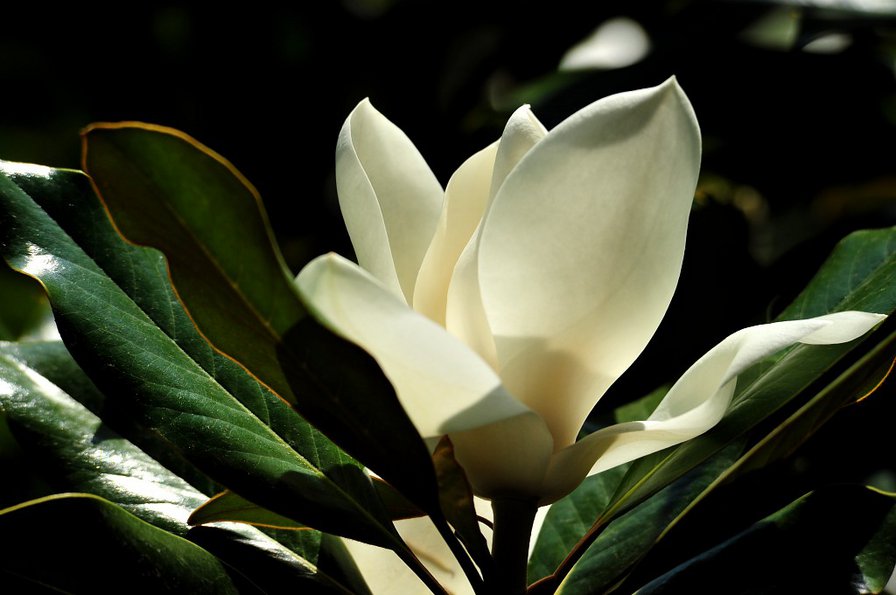 магнолия - оригинал