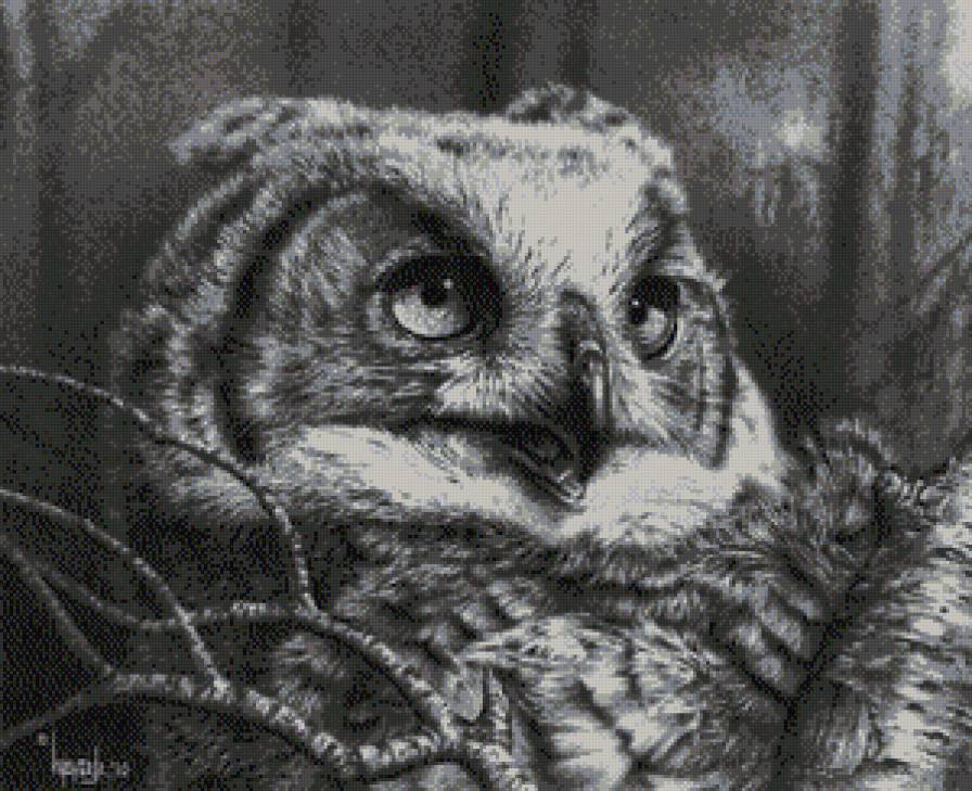 сова графика - сова, птицы - предпросмотр