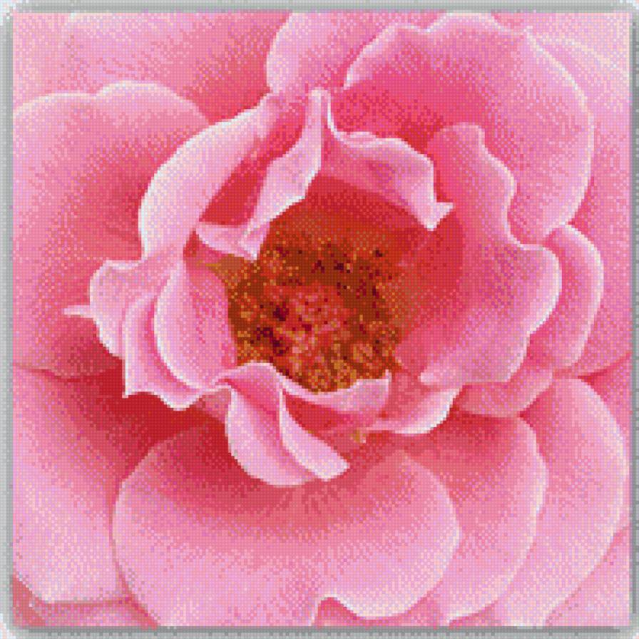 Růže - květiny - предпросмотр