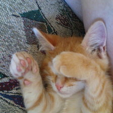 Схема вышивки «мой рыжий»