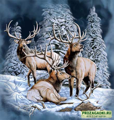 Олени - зима, животные - оригинал
