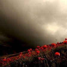 Схема вышивки «Маки»