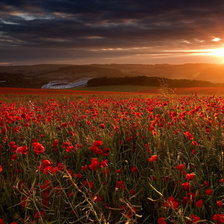 Схема вышивки «Маковый закат»