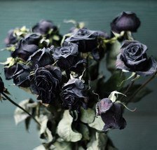 Схема вышивки «Розы»