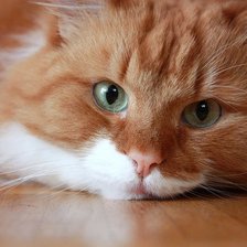 Схема вышивки «Котейка»