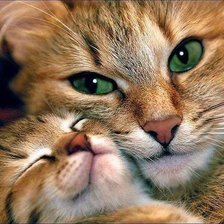 Схема вышивки «Котейки»