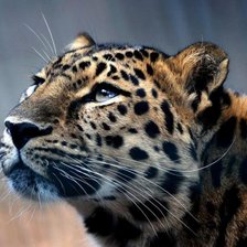 Схема вышивки «Леопард»