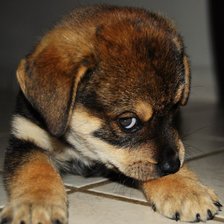 Схема вышивки «Щенок»