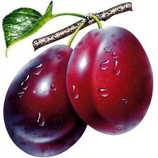 Схема вышивки «слива»