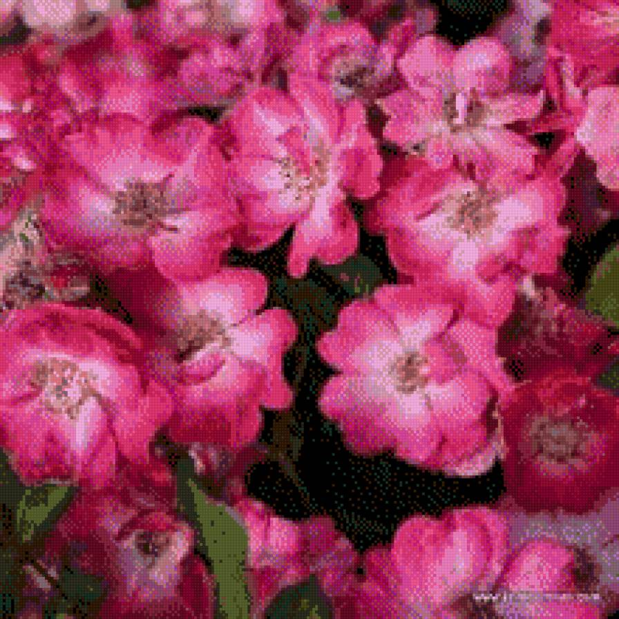 Šípkové 1 - květiny - предпросмотр