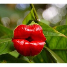 Схема вышивки «Психотрия»