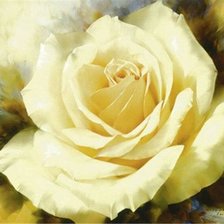 Нежная роза