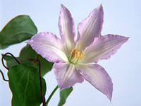 Схема вышивки «цветы»