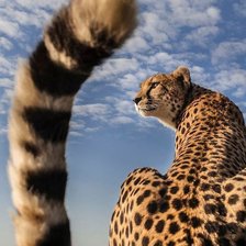 Схема вышивки «гепард»