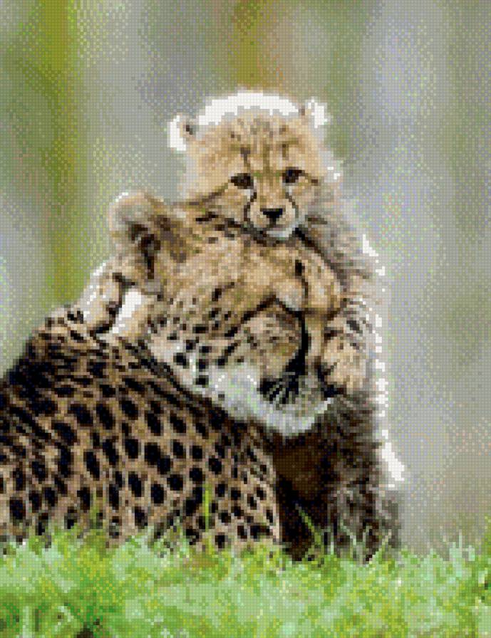 семья - большие кошки, животные, кошки - предпросмотр