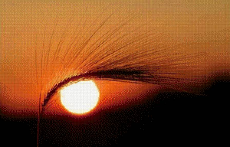 солнце - колос, закат, солнце, небо, природа - предпросмотр