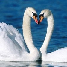 Схема вышивки «лебеди»