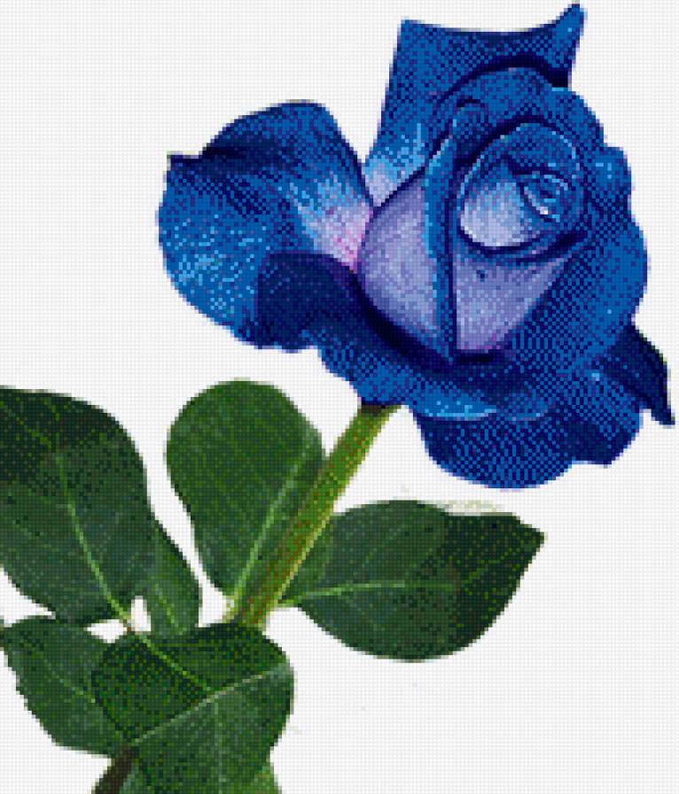 роза - цветок, розы, цветы, роза - предпросмотр