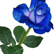 Схема вышивки «роза»