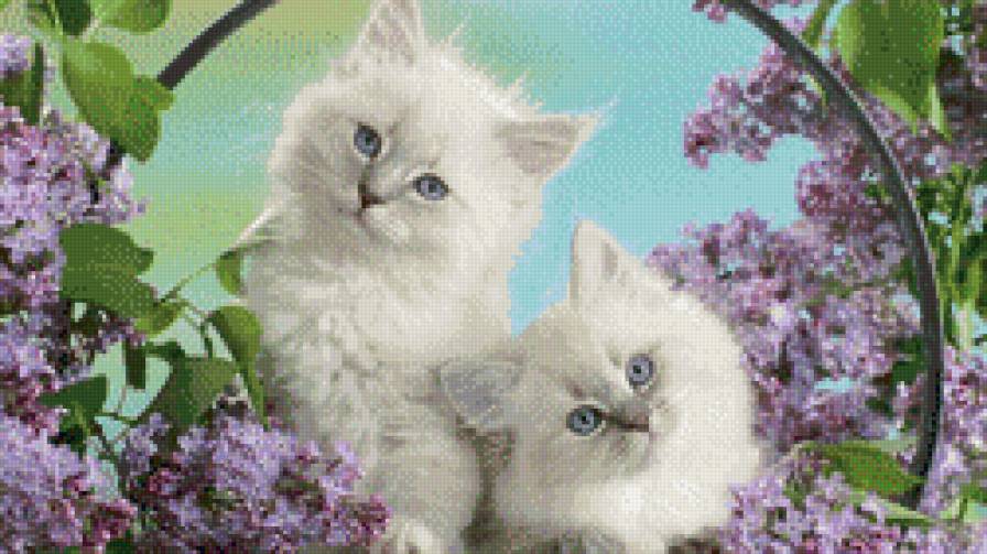 котята - котята, животные - предпросмотр