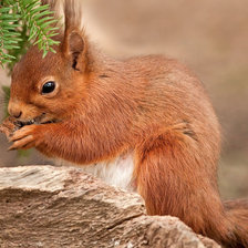 Схема вышивки «белочка»