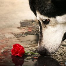 Схема вышивки «роза в воде»