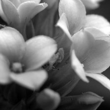 Схема вышивки «Черно-белое»