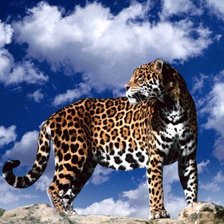 Схема вышивки «гипард»