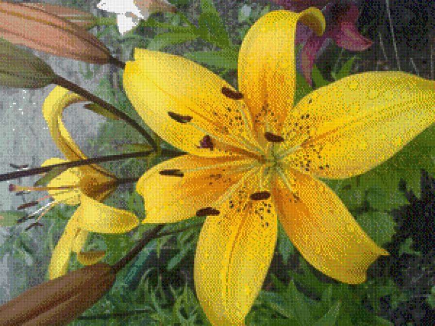 лили - предпросмотр