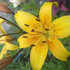 Схема вышивки «лили»