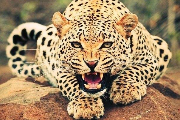 Гепард - оригинал