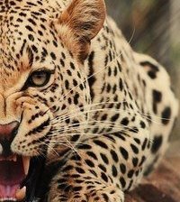 Схема вышивки «Леопард»