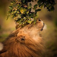 Схема вышивки «Лев»