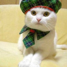 Схема вышивки «серия "кошки"»