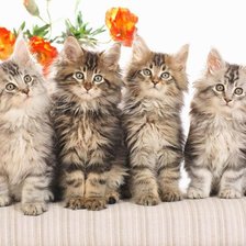 Схема вышивки «серия "кошки"»