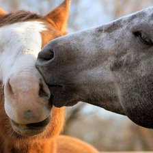 Схема вышивки «нежность»