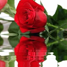 розы у воды