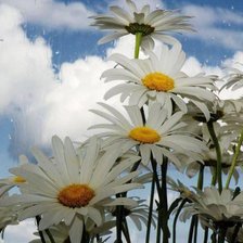 Схема вышивки «ромашки»