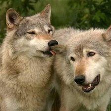 Схема вышивки «волчья пара»